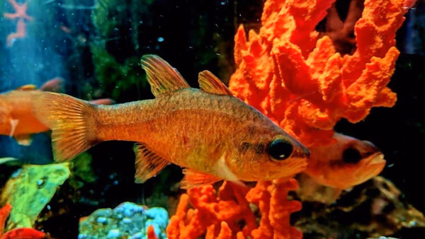 Dubrovnik Aquarium: explore marine species in a historic fortress setting.