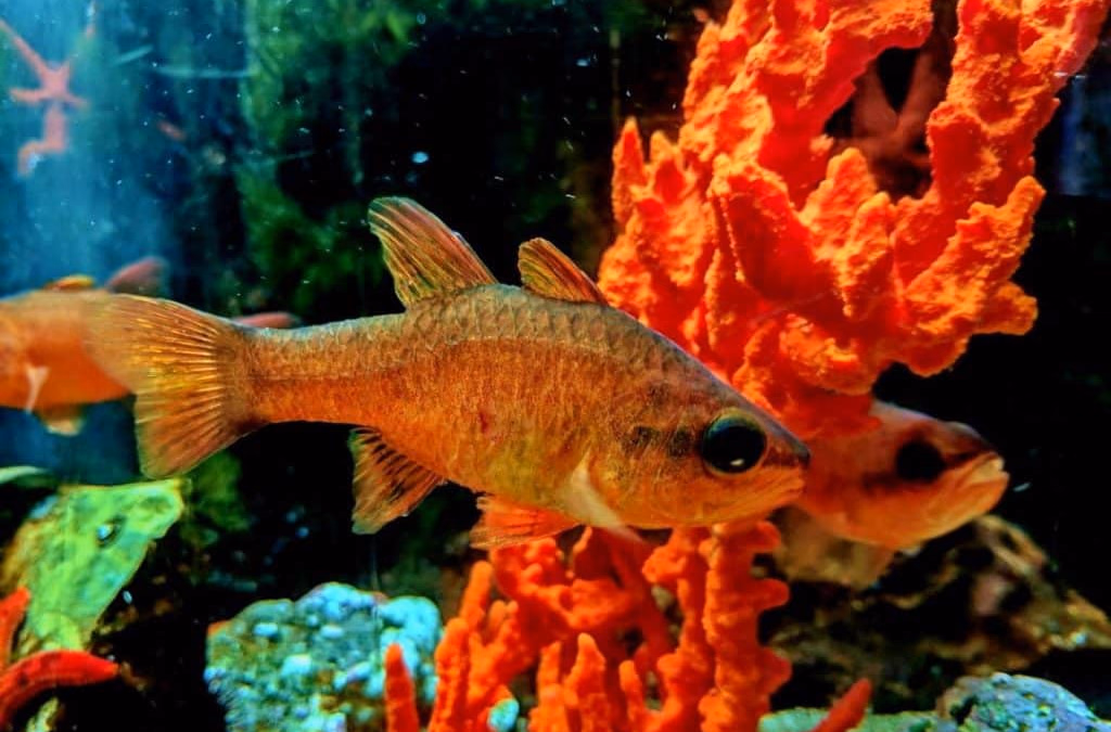 Dubrovnik Aquarium: explore marine species in a historic fortress setting.
