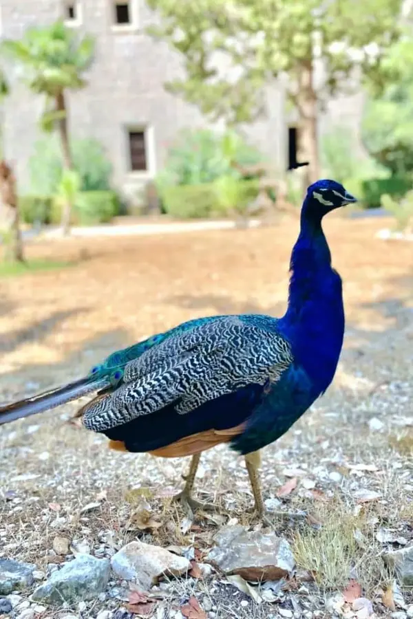 Lokrum Island lush greenery with roaming peacocks and rabbits.