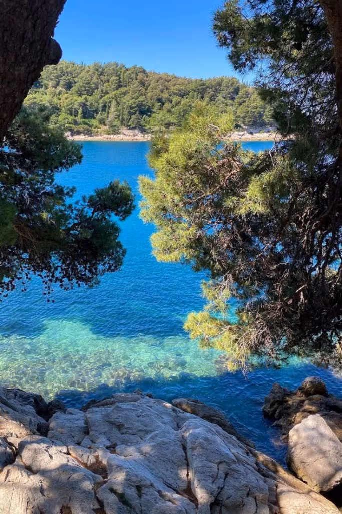 The lush evergreen pine trees of Rat Peninsula, leading to rocky and pebbly beaches, offering a peaceful retreat for travelers.